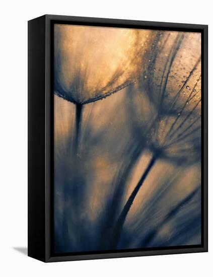 Longing-Ursula Abresch-Framed Premier Image Canvas