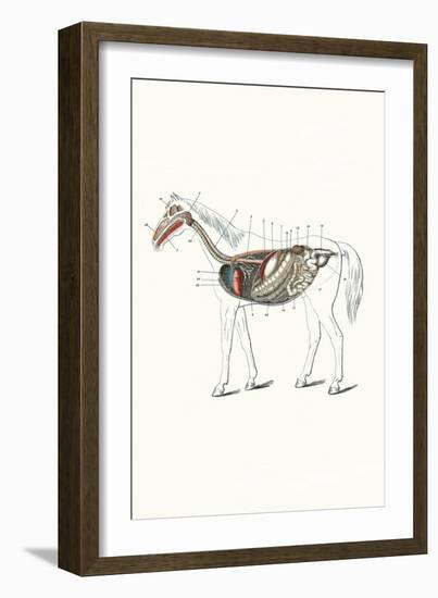 Longitudinal Section of a Horse-Samuel Sidney-Framed Art Print