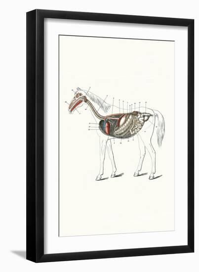 Longitudinal Section of a Horse-Samuel Sidney-Framed Art Print