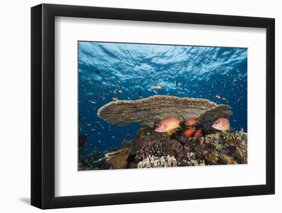 Longjawed Squirrelfish (Sargocentron Spiniferum)-Reinhard Dirscherl-Framed Photographic Print