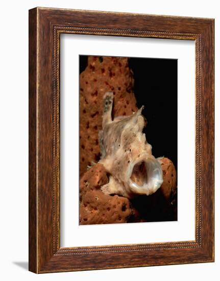 Longlure Frogfish with its Mouth Open for Prey (Antennarius Multiocellatus), Caribbean.-Reinhard Dirscherl-Framed Photographic Print