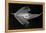 Longnose Batfish-Sandra J. Raredon-Framed Stretched Canvas