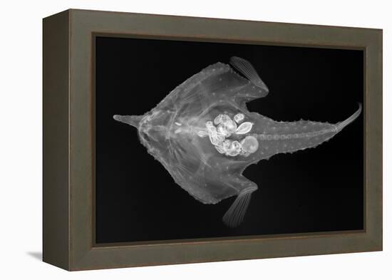 Longnose Batfish-Sandra J. Raredon-Framed Stretched Canvas