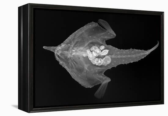 Longnose Batfish-Sandra J. Raredon-Framed Stretched Canvas