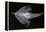 Longnose Batfish-Sandra J. Raredon-Framed Stretched Canvas