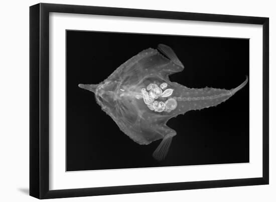 Longnose Batfish-Sandra J. Raredon-Framed Premium Giclee Print