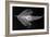 Longnose Batfish-Sandra J. Raredon-Framed Art Print