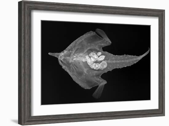 Longnose Batfish-Sandra J. Raredon-Framed Art Print