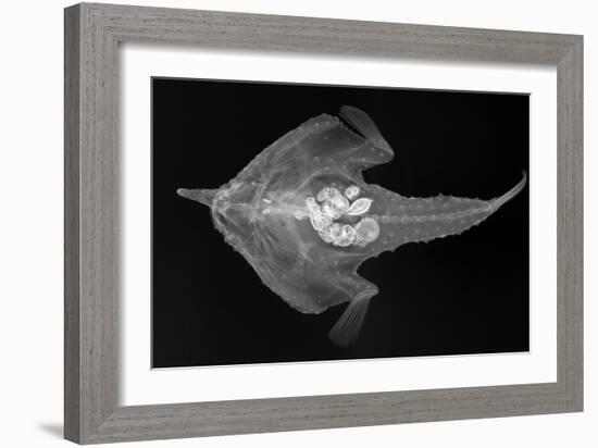 Longnose Batfish-Sandra J. Raredon-Framed Art Print