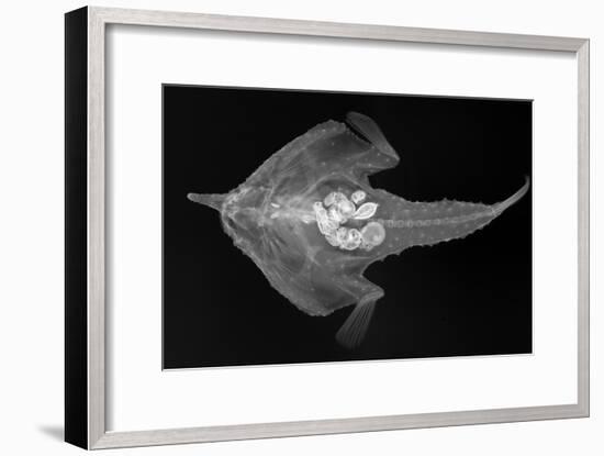 Longnose Batfish-Sandra J. Raredon-Framed Art Print