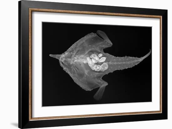 Longnose Batfish-Sandra J. Raredon-Framed Art Print