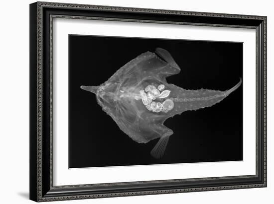 Longnose Batfish-Sandra J. Raredon-Framed Art Print