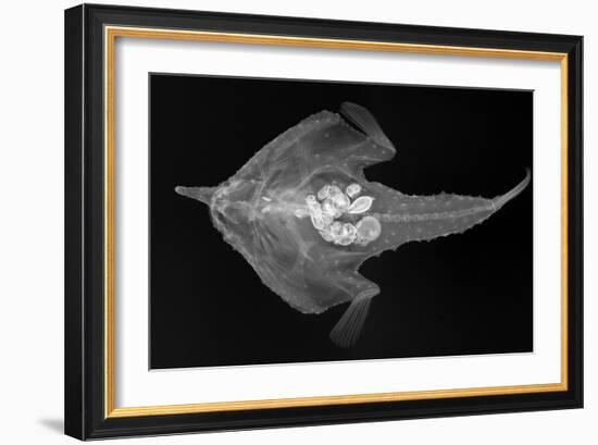 Longnose Batfish-Sandra J. Raredon-Framed Art Print