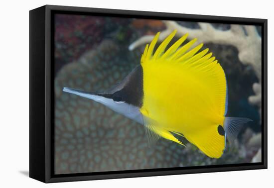 Longnose Butterflyfish (Forcipiger Flavissimus)-Louise Murray-Framed Premier Image Canvas