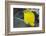 Longnose Butterflyfish (Forcipiger Flavissimus)-Louise Murray-Framed Photographic Print