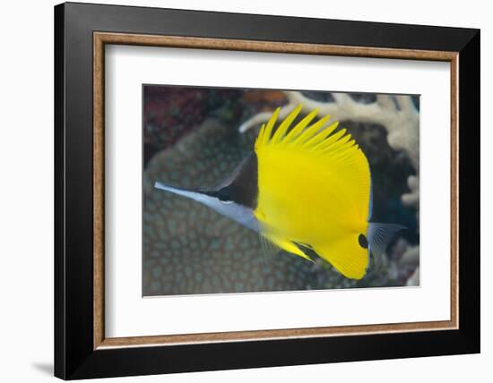 Longnose Butterflyfish (Forcipiger Flavissimus)-Louise Murray-Framed Photographic Print