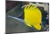 Longnose Butterflyfish (Forcipiger Flavissimus)-Louise Murray-Mounted Photographic Print