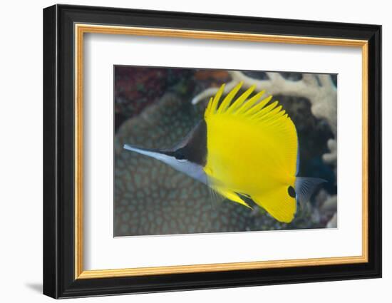 Longnose Butterflyfish (Forcipiger Flavissimus)-Louise Murray-Framed Photographic Print