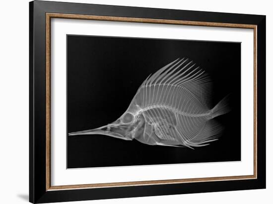 Longnose Butterflyfish-Sandra J. Raredon-Framed Art Print