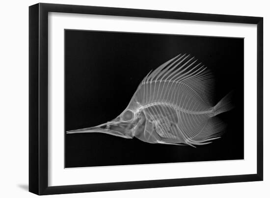 Longnose Butterflyfish-Sandra J. Raredon-Framed Art Print