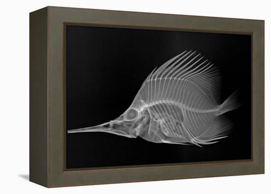 Longnose Butterflyfish-Sandra J. Raredon-Framed Stretched Canvas