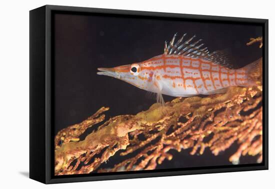 Longnose Hawkfish (Oxycirrhites Typus) on Gorgonian Sea Fans (Subergorgia Mollis)-Louise Murray-Framed Premier Image Canvas