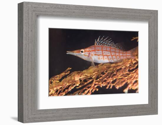 Longnose Hawkfish (Oxycirrhites Typus) on Gorgonian Sea Fans (Subergorgia Mollis)-Louise Murray-Framed Photographic Print