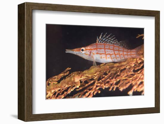 Longnose Hawkfish (Oxycirrhites Typus) on Gorgonian Sea Fans (Subergorgia Mollis)-Louise Murray-Framed Photographic Print