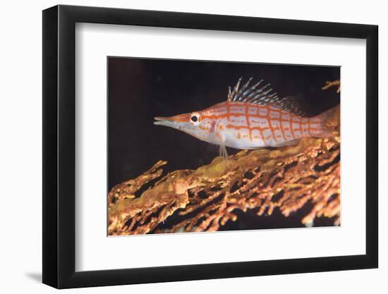 Longnose Hawkfish (Oxycirrhites Typus) on Gorgonian Sea Fans (Subergorgia Mollis)-Louise Murray-Framed Photographic Print