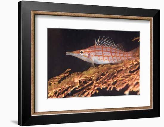 Longnose Hawkfish (Oxycirrhites Typus) on Gorgonian Sea Fans (Subergorgia Mollis)-Louise Murray-Framed Photographic Print