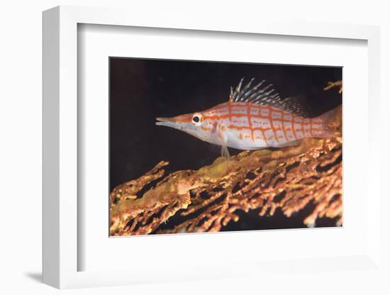 Longnose Hawkfish (Oxycirrhites Typus) on Gorgonian Sea Fans (Subergorgia Mollis)-Louise Murray-Framed Photographic Print