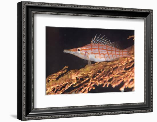 Longnose Hawkfish (Oxycirrhites Typus) on Gorgonian Sea Fans (Subergorgia Mollis)-Louise Murray-Framed Photographic Print