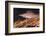 Longnose Hawkfish (Oxycirrhites Typus) on Gorgonian Sea Fans (Subergorgia Mollis)-Louise Murray-Framed Photographic Print