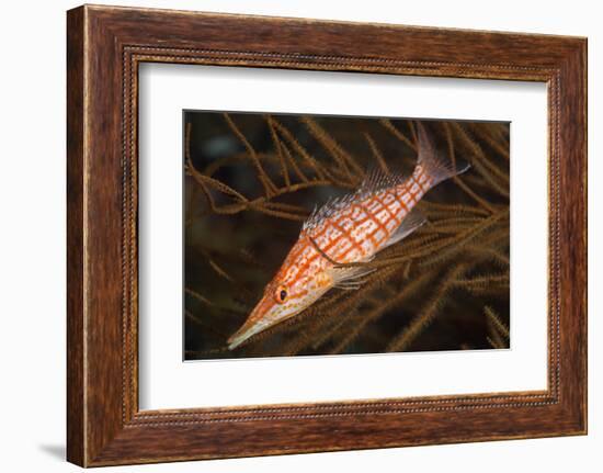 Longnose Hawkfish (Oxycirrhites Typus)-Louise Murray-Framed Photographic Print