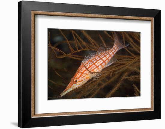 Longnose Hawkfish (Oxycirrhites Typus)-Louise Murray-Framed Photographic Print