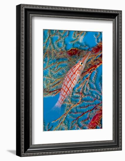 Longnose hawkfish Tubbataha Reef Natural Park, Sulu Sea, Cagayancillo, Palawan, Philippines-Franco Banfi-Framed Photographic Print