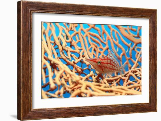 Longnose Hawkfish-Georgette Douwma-Framed Photographic Print