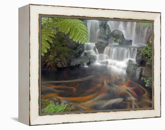 Longshan Temple Waterfall with Swimming Koi Fish, Taiwan-Christian Kober-Framed Premier Image Canvas