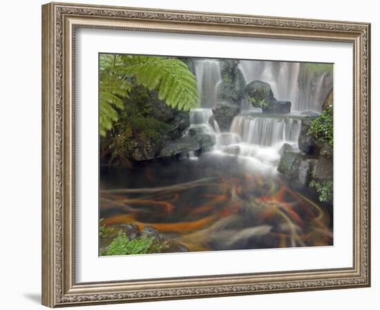 Longshan Temple Waterfall with Swimming Koi Fish, Taiwan-Christian Kober-Framed Photographic Print