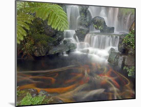 Longshan Temple Waterfall with Swimming Koi Fish, Taiwan-Christian Kober-Mounted Photographic Print