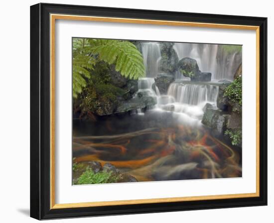 Longshan Temple Waterfall with Swimming Koi Fish, Taiwan-Christian Kober-Framed Photographic Print