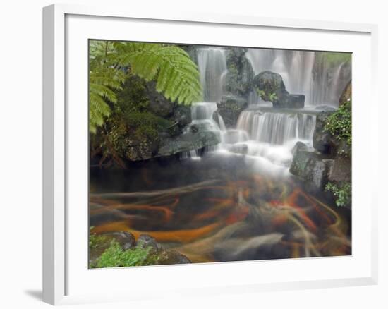 Longshan Temple Waterfall with Swimming Koi Fish, Taiwan-Christian Kober-Framed Photographic Print