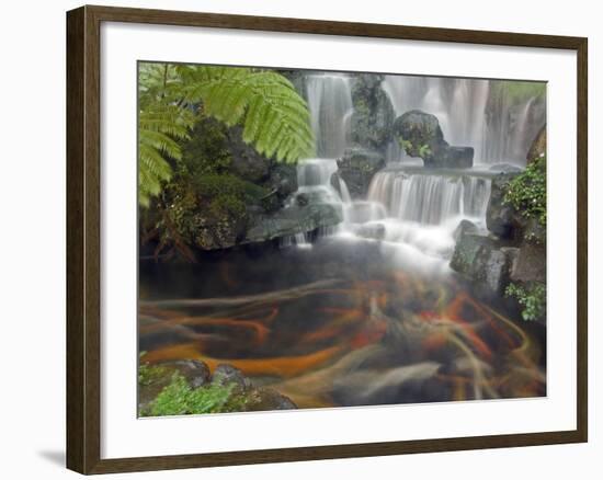 Longshan Temple Waterfall with Swimming Koi Fish, Taiwan-Christian Kober-Framed Photographic Print