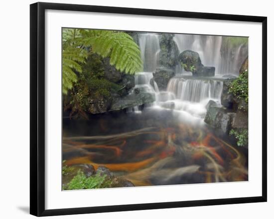 Longshan Temple Waterfall with Swimming Koi Fish, Taiwan-Christian Kober-Framed Photographic Print