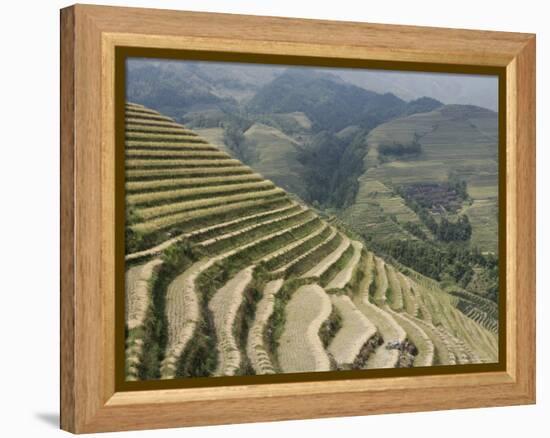 Longsheng Terraced Ricefields, Guilin, Guangxi Province, China-Angelo Cavalli-Framed Premier Image Canvas