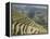 Longsheng Terraced Ricefields, Guilin, Guangxi Province, China-Angelo Cavalli-Framed Premier Image Canvas