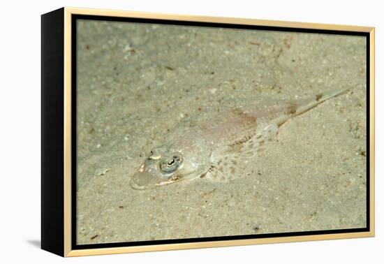 Longsnout Flathead Crocodilefish (Thysanophrys Chiltonae)-Reinhard Dirscherl-Framed Premier Image Canvas