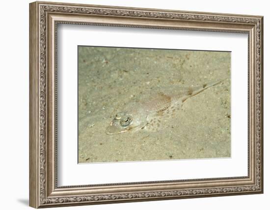 Longsnout Flathead Crocodilefish (Thysanophrys Chiltonae)-Reinhard Dirscherl-Framed Photographic Print