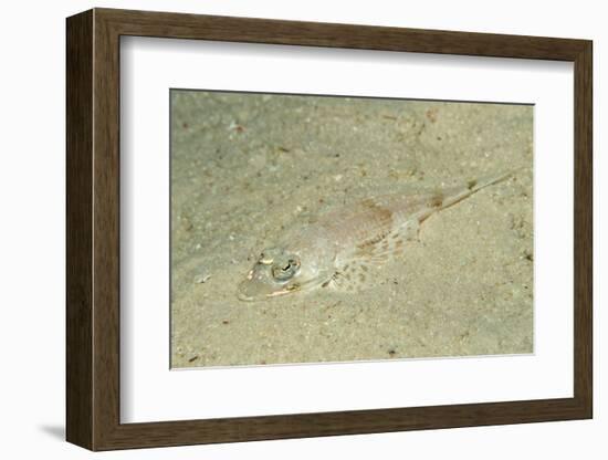 Longsnout Flathead Crocodilefish (Thysanophrys Chiltonae)-Reinhard Dirscherl-Framed Photographic Print