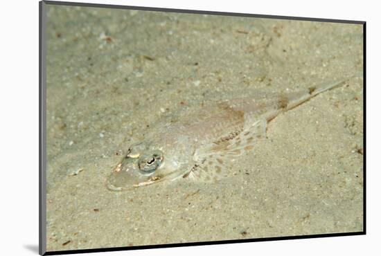 Longsnout Flathead Crocodilefish (Thysanophrys Chiltonae)-Reinhard Dirscherl-Mounted Photographic Print